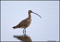 _0SB4576 long-billed curlew
